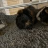 2 Guinea Pigs need a new home