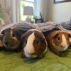 Bonded Friendly Guinea Pig Trio