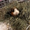 Cavies and Canines Animal Rescue