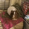 4 Sweet Female guinea pigs need your love