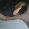 Rehoming a 3 month old, Male, Guinea Pig