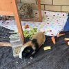 2 Male Bonded Guinea Pigs