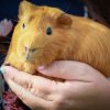 Family Fur-ever: Dad &amp;amp; Two Sons Rehome Ready