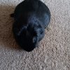 3 Guinea Pigs Looking for a New Home