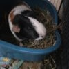 Rehoming Amazing Guinea pigs