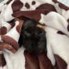 2 Male Guinea Pigs