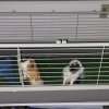 2 cute female Guinea Pigs plus cage