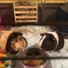 2 Female Piggies need a new home