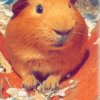 2 Male Adult Guinea Pigs Need Rehoming