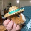 Peaches: Curious, Confident Female Piggie