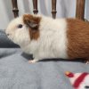 Bonded male Teddy Guinea Pigs need a home!