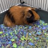 Male guinea pig