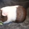 Two Bonded Female Guinea Pigs