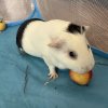 Two cute and sweet young Guinea pigs!