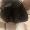 2 Male Guinea Pigs Bonded (1 year)