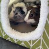 Adolescent Male Guinea Pigs | 6 months old