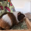 Male piggies in need of new home