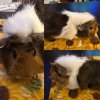 6 Cute Guinea Pigs