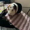 Rehoming 2 bonded male guinea pigs 9 mo.+2 yr