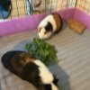 Pair of bonded male brothers guinea pigs
