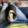 Two male guinea pigs to be adopted
