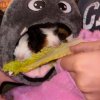 2 Young Female Guinea Pigs For Adoption