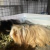 4 Bonded Male Guinea Pigs