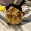 Two Bonded Female Guinea Pigs for Rehoming