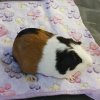 Muti colored guinea pig