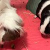 Oreo and Mocha - 2 male piggies