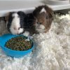 Two male Guinea pigs looking for a new home