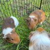 I have 3 male guinea pigs that are 2 months.