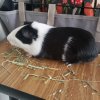 Black and white Guinea Pig