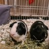 2 male guinea pigs 6 yrs old