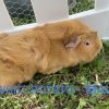 Rescuer guinea pigs