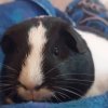 2 Female Guinea Pigs need to re-home