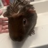 Male crested guinea pig rehome needed