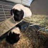 2 Guinea Pig sisters for adoption