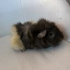 Male Piggy 1 year Old