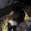 3 female cuddly piggies needing new home