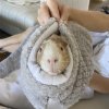 Sweet Guinea Pig Needs New Home