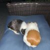 Two Bonded Female Guinea Pigs