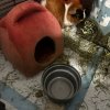 2 male Guinea pigs