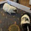 2 Male Guinea Pigs