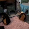 Two Fixed (Boy &amp;amp; Girl) 4 y/o Abyssinians!