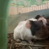 Looking to rehome family of guinea pigs