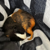 Adorable pair of guinea pigs - okc