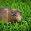 Family Fur-ever: Dad &amp;amp; Two Sons Rehome Ready