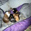 Four Baby Guinea Pigs
