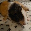 Male &amp;amp; Female guinea pigs